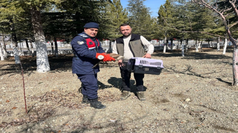 Tatarlı Beldesinde bulunan Kızıl Şahin Kuşu muhafaza altına alındı