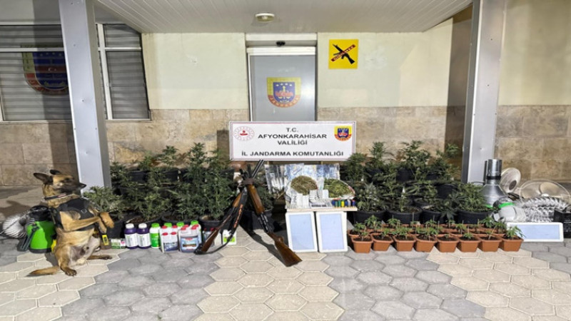 Jandarma kenevir yetiştiren şahıslara operasyon gerçekleştirdi